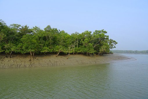 mangroves-1225667__340.jpg