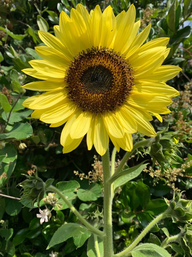 sunflower.jpg