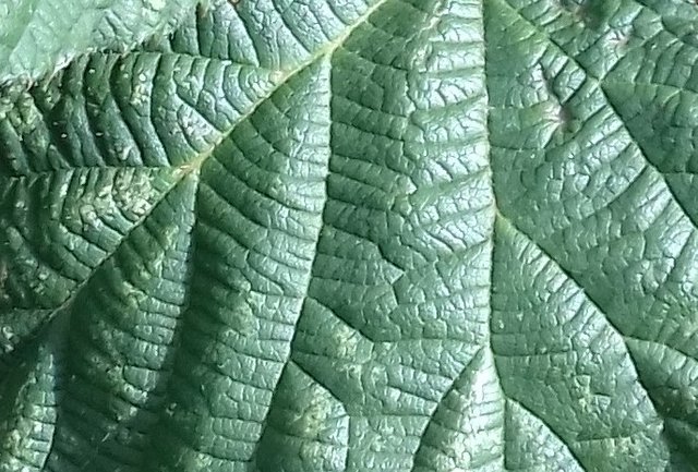 leafy close up.jpg