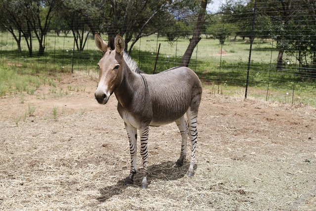 zonkey-395029_1280.jpg