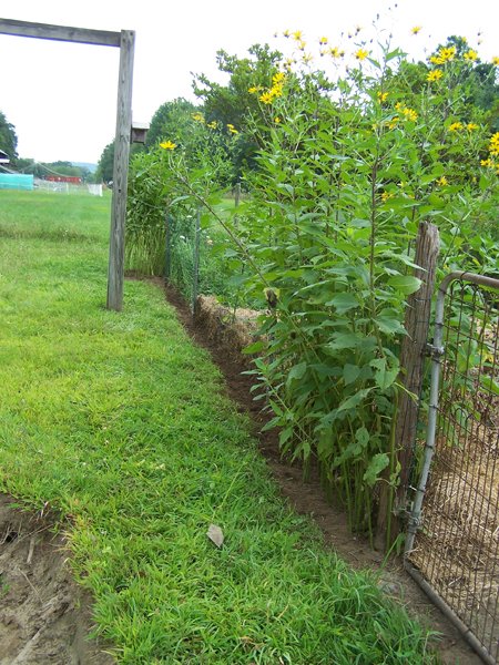 Big garden - north perimeter done crop August 2019.jpg