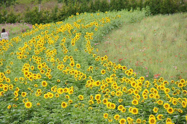 Japan-Hokkaido12802-1230.jpg