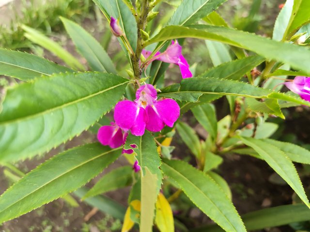 IMG_20250714_173057.jpg