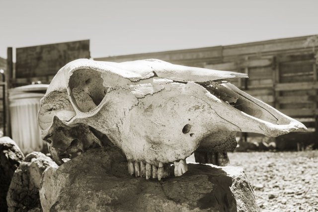 cattle-skull.jpg