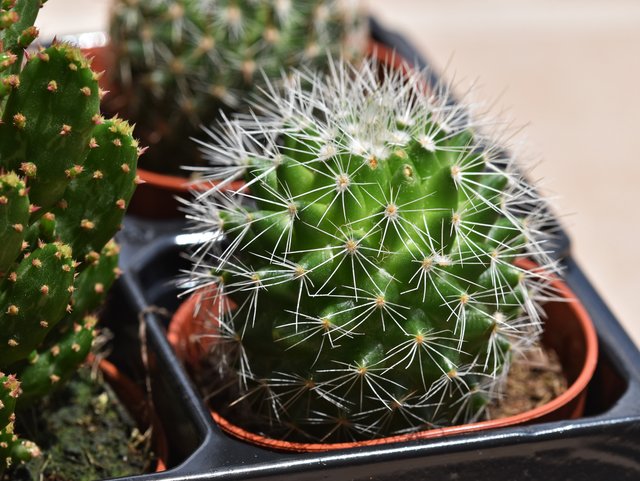 Cacus Mammillaria white spines.jpg