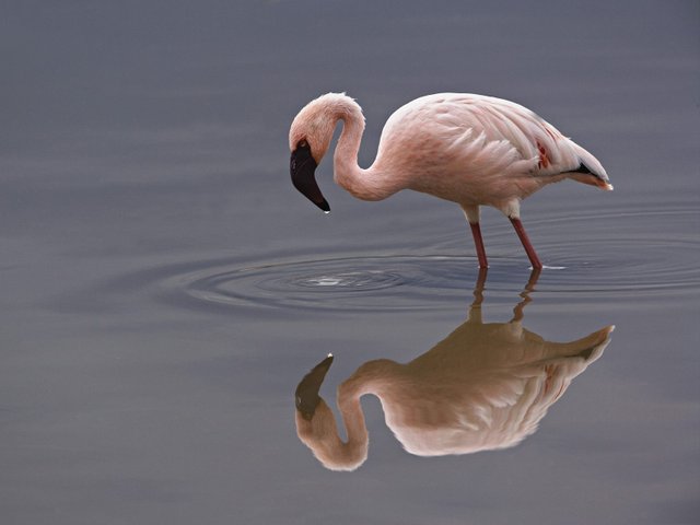 Lesser-Flamingo-Lake-Nakuru-National-Park-Kenya.jpeg