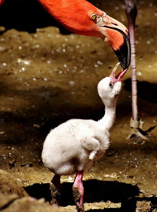 flamingos-2515750_960_720.jpg