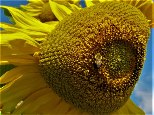 sunbee (2).jpg