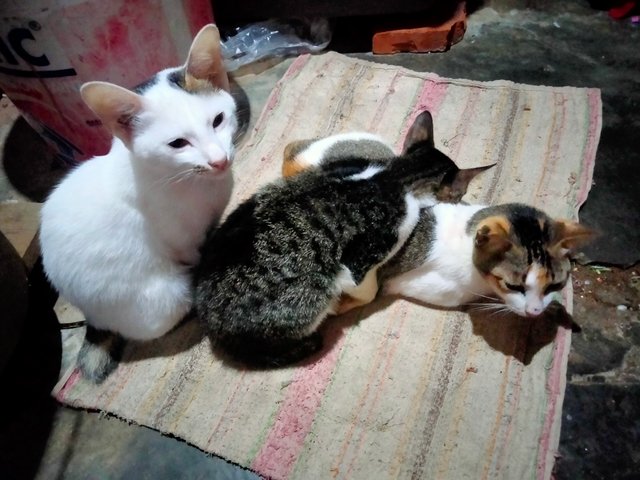 IMG20250717051702.jpg