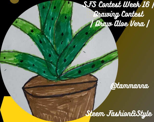 SFS Contest Week 16  Drawing Contest  Draw Aloe Vera .png