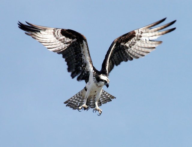 osprey-67786_1280.jpg