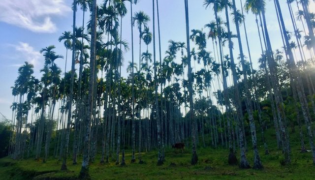 bangladesh-srimangal-beetlenut-trees.jpg
