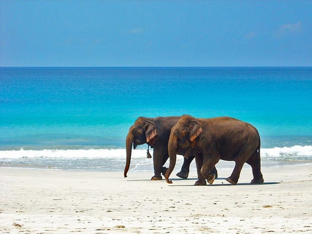 Elephant_Beach_q1ccce.jpg