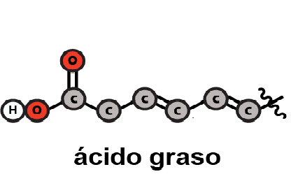 Ácido_graso_oxidado_a_lípido_peróxido.png