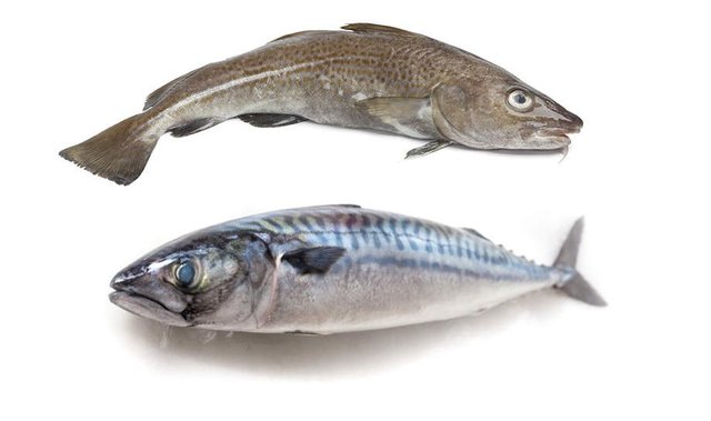 pescado-blanco-pescado-azul.jpg