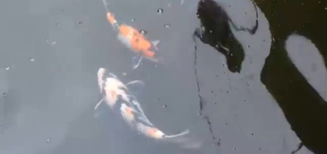 1735896000208.jpg