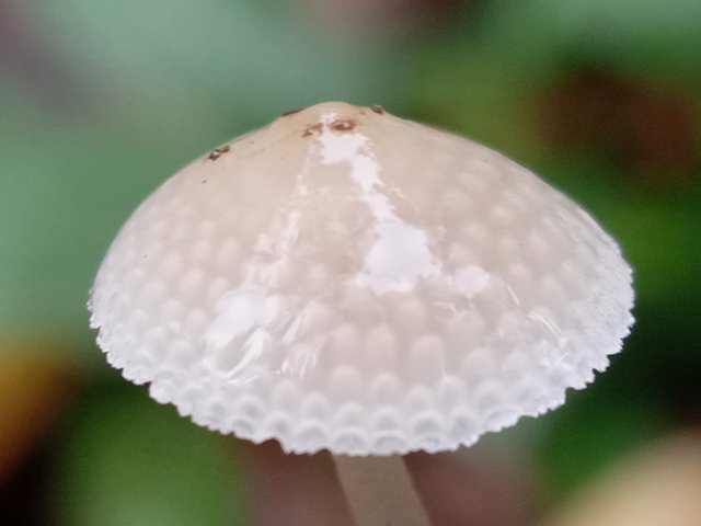 IMG_20211221_084644.jpg