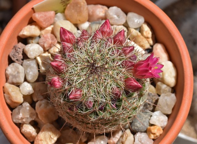 Mammillaria haageana flowers 1.jpg