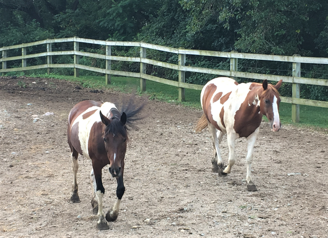 horses Pokagon (2).png