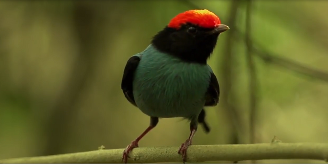 13.-Iguazú-Bailarin-Azul-14.png