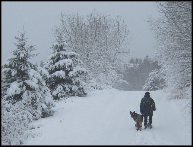 trudging up hill Bruno looking back heavy snow on trees.JPG