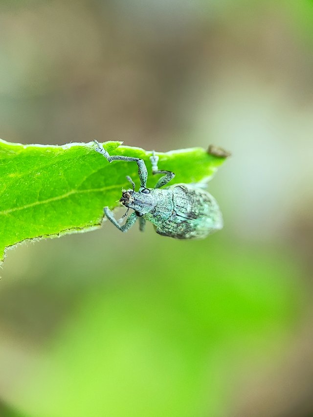 Borer Beetles (1).jpg