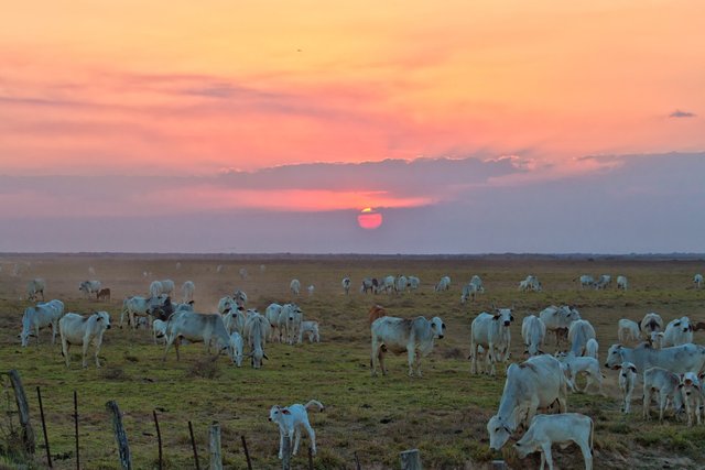 Aterdecer_En_Los_Llanos_De_Apure_(46754808).jpeg