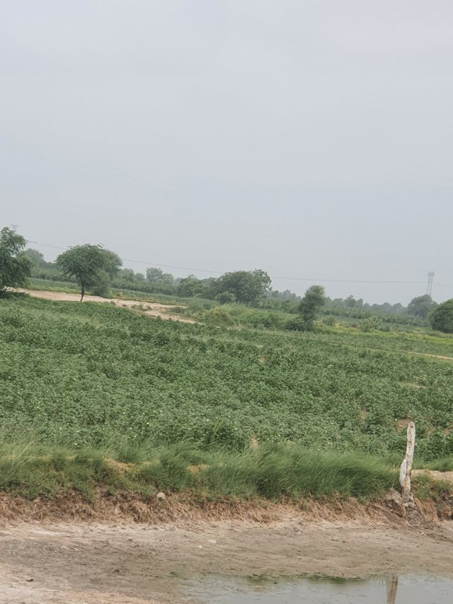 20250706_104623.jpg