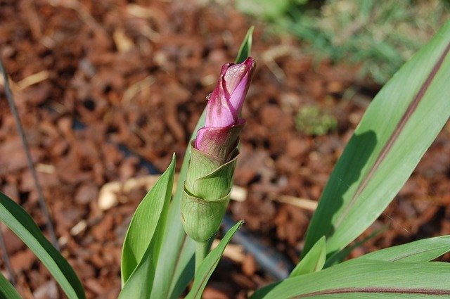 turmeric-flower-3382348_640.jpg