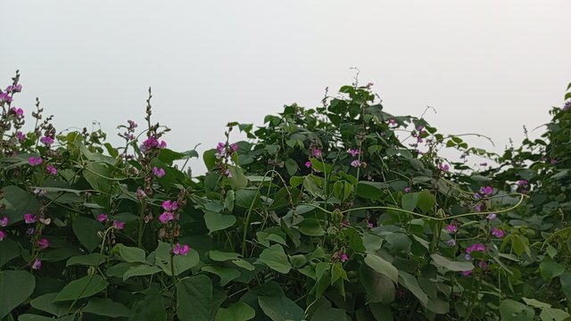 IMG_20241230_170602_7.jpg