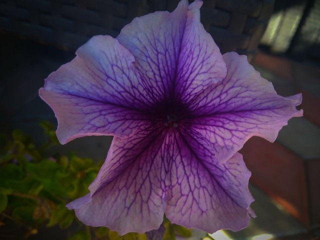 біло фіолетова квітка для колор палет 2.jpg