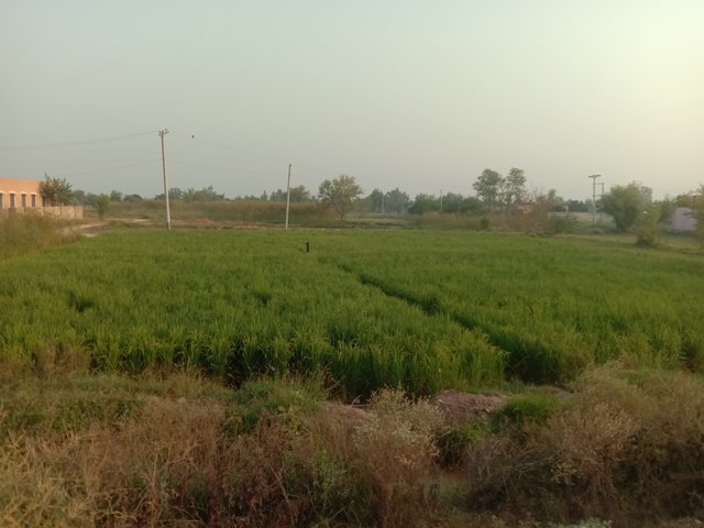 IMG_20251001_071402.jpg
