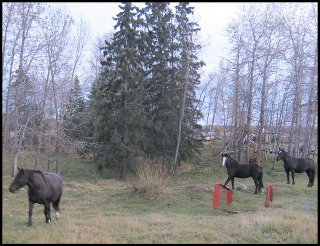 4 of Jeremys horses standing looking at me 1 coming to fence.JPG