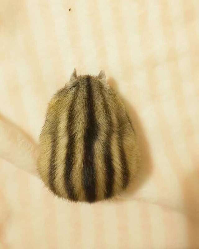 다람쥐숙면자세.jpg