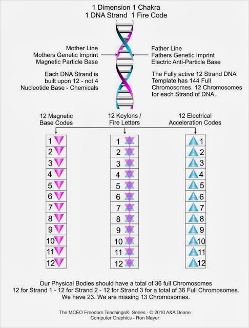 dna-struture-and-function-dgm-1.jpg