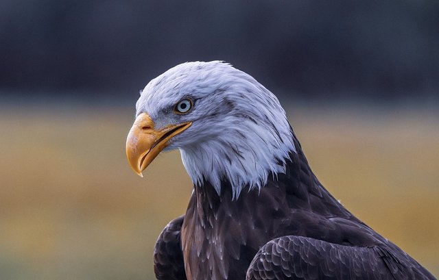 bald-eagle-3955951_960_720.jpg