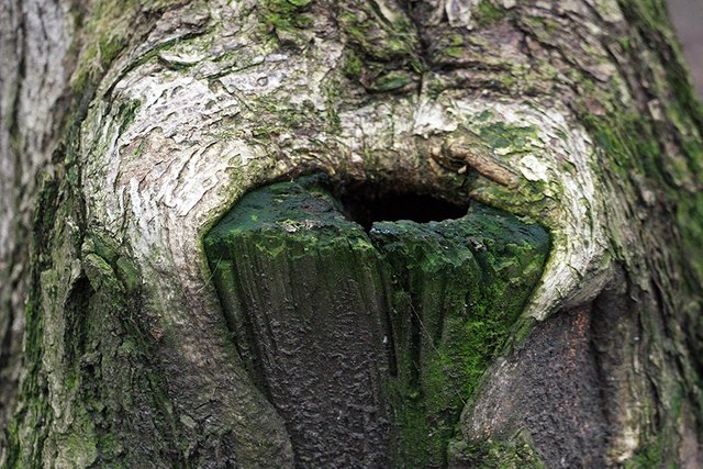 Woodland_Details_001_s.jpg