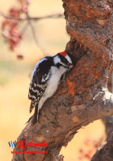 Downy Woodpecker PFW02.jpg