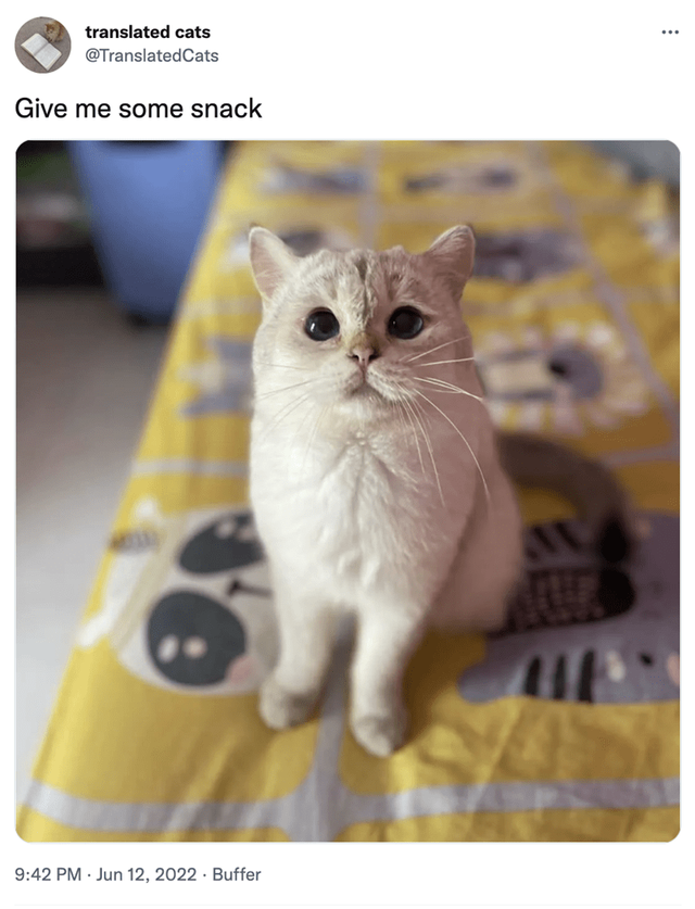 cat-translated-cats-translated-cats-give-some-snack-942-pm-jun-12-2022-buffer.png