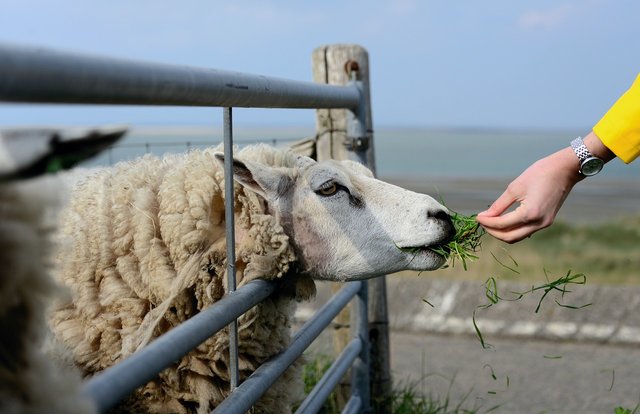 sheep-4772994_1280.jpg