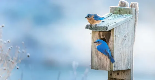 bluebird-nest-box-e1553388903357-1024x529.webp