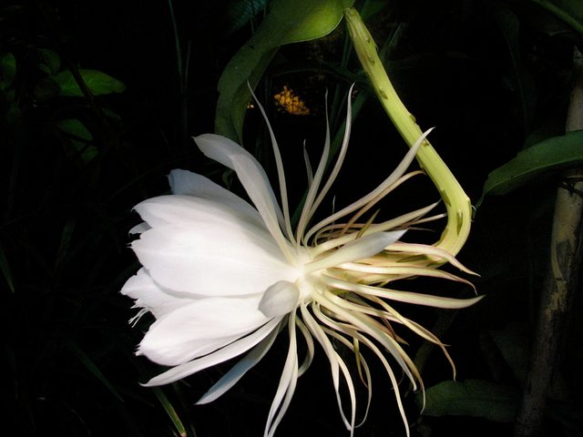 1024px-Epiphyllum-oxypetalum-whitelight-side.jpg