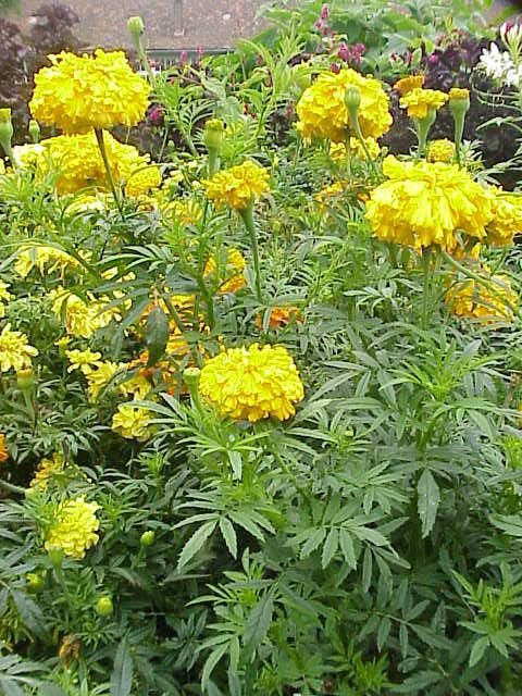 Tagetes_x_erecta1.jpg