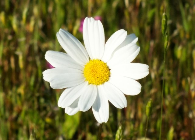 1084-Daisy.jpg