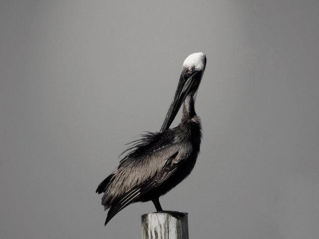 pelican5_BW_Final.jpg