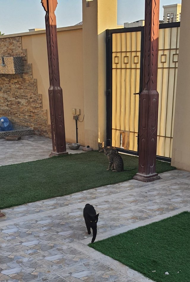 new-black-cat.jpg