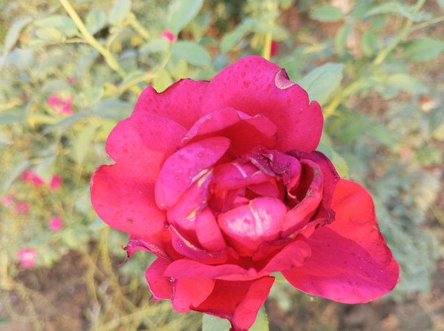 IMG_20250326_170336_708.jpg