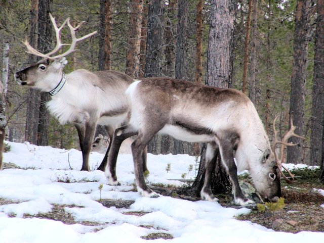 reindeer-697283_1280.jpg