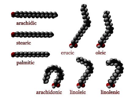 fatty-acids.jpg