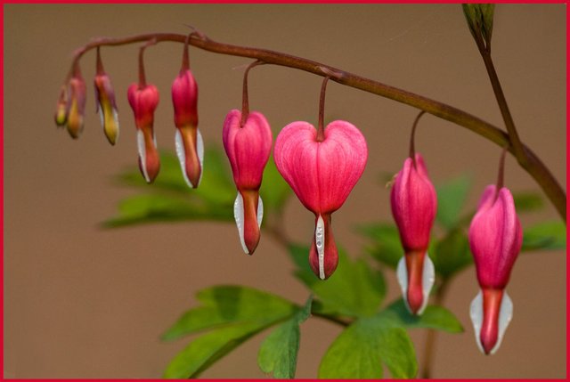 bleeding-heart_3441516122_o (FILEminimizer).jpg